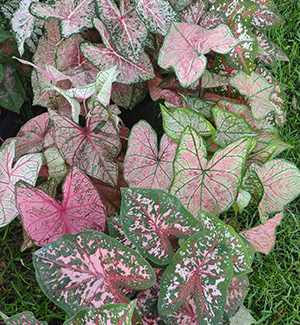 Mixed Pink Fancyleaf